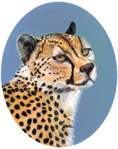 cheetah 4 small 2