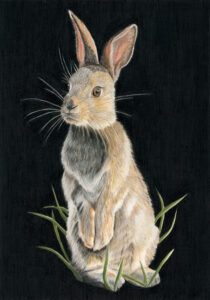 rabbit 2024 final edit